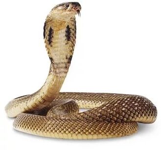 Composición de King Cobra